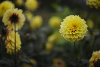 Close-up of a bright yellow dahlia flower.